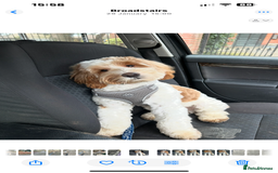 Cockapoo dogs for sale: 14 month old cockapoo - Image 2