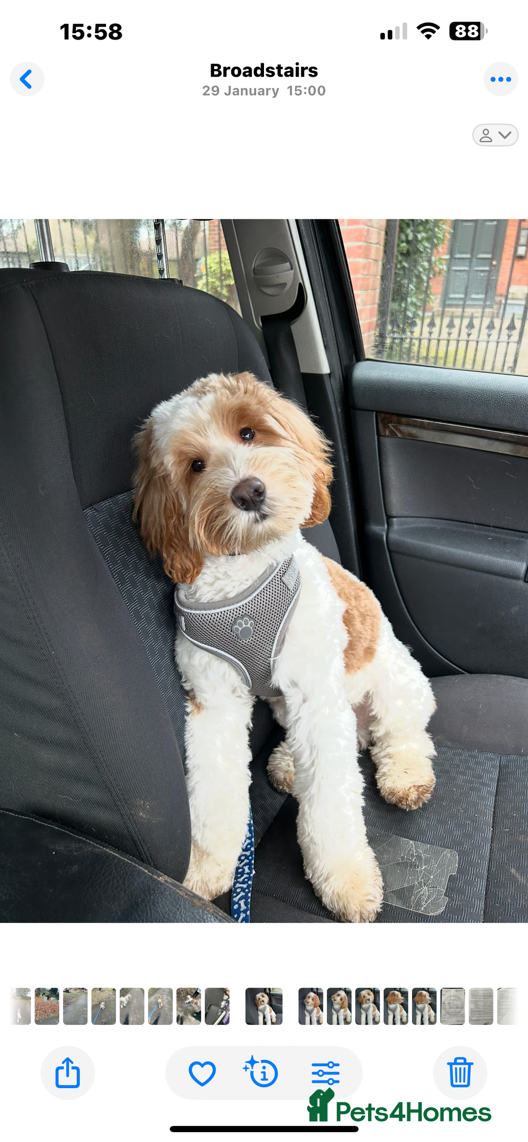 Cockapoo dogs for sale: 14 month old cockapoo - Image 2