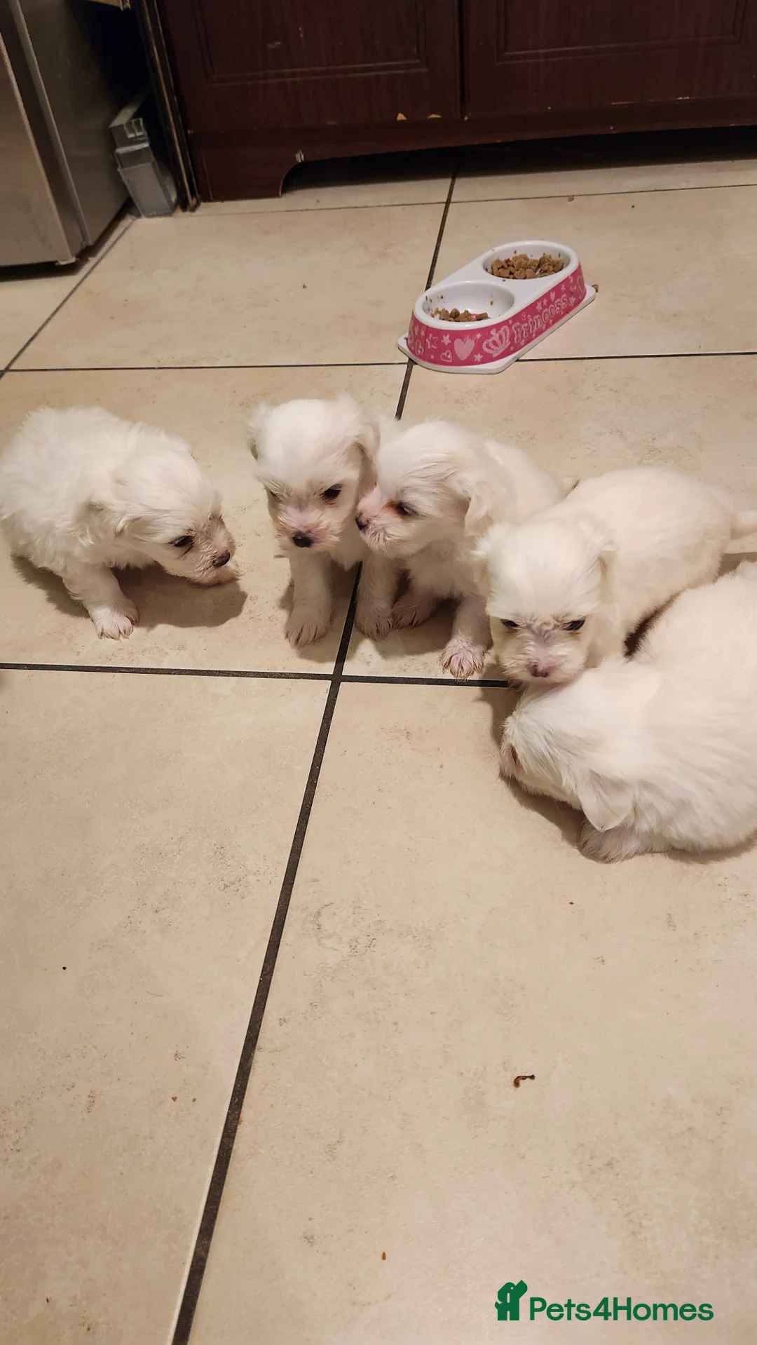 Mixed Breed dogs for sale: Maltichon - Advert 3