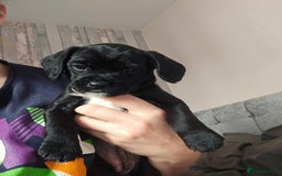 Mixed Breed dogs for sale: Last little girl of the litter left - Image 3