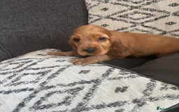 Cocker Spaniel dogs for sale: Beautiful show type cocker spaniel puppies - Image 22