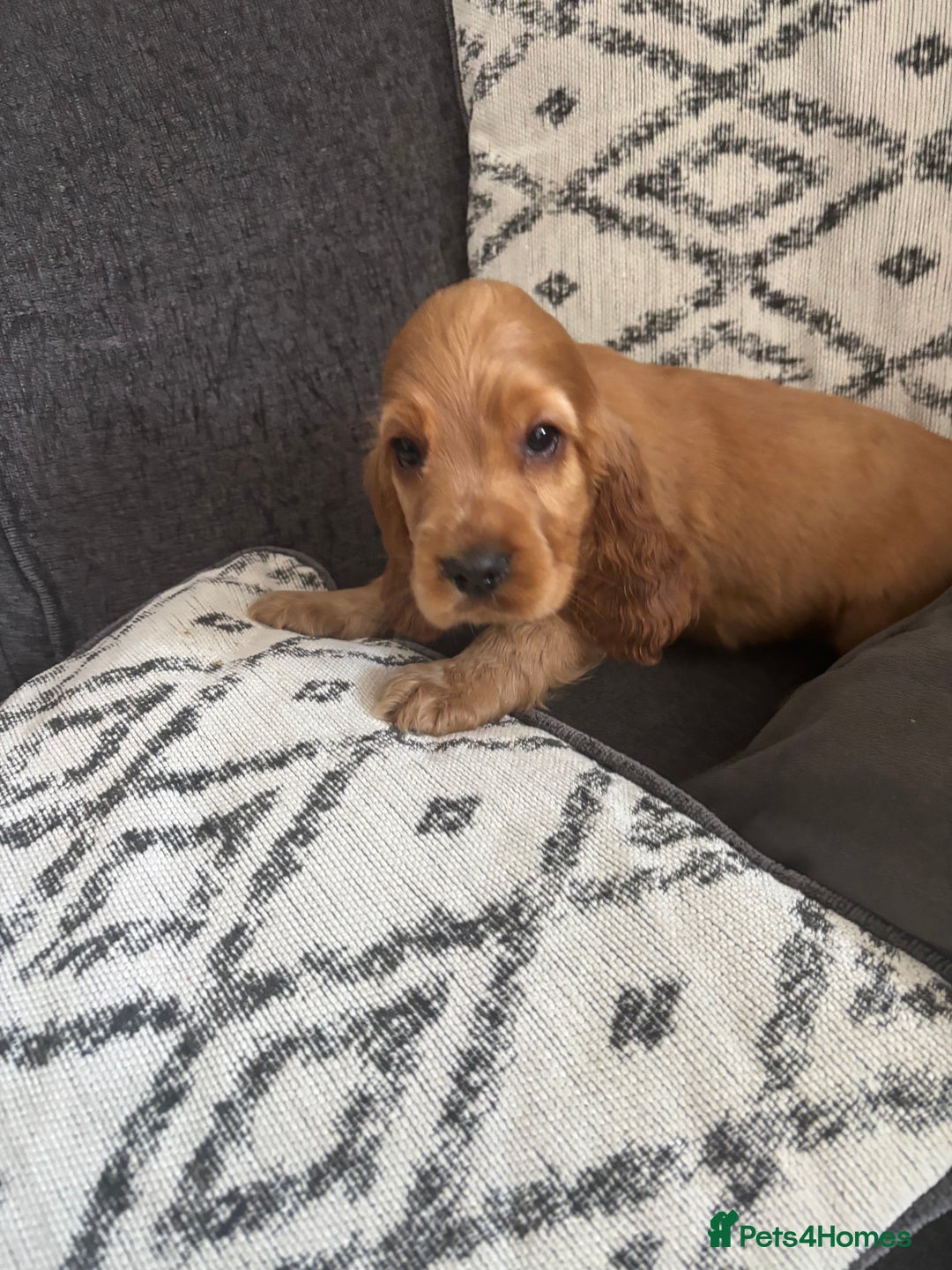 Cocker Spaniel dogs for sale: Beautiful show type cocker spaniel puppies - Image 22