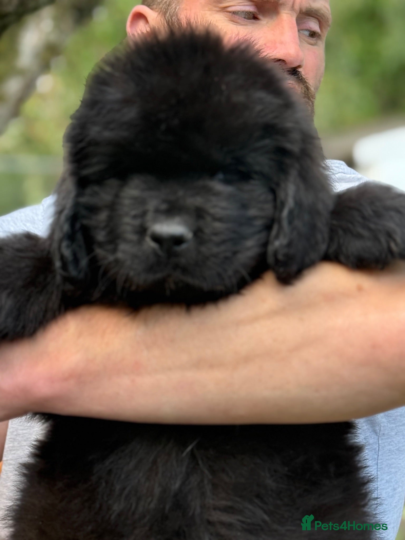 Newfoundland dogs Fully heath tested Newfoundland puppies  - Advert 8