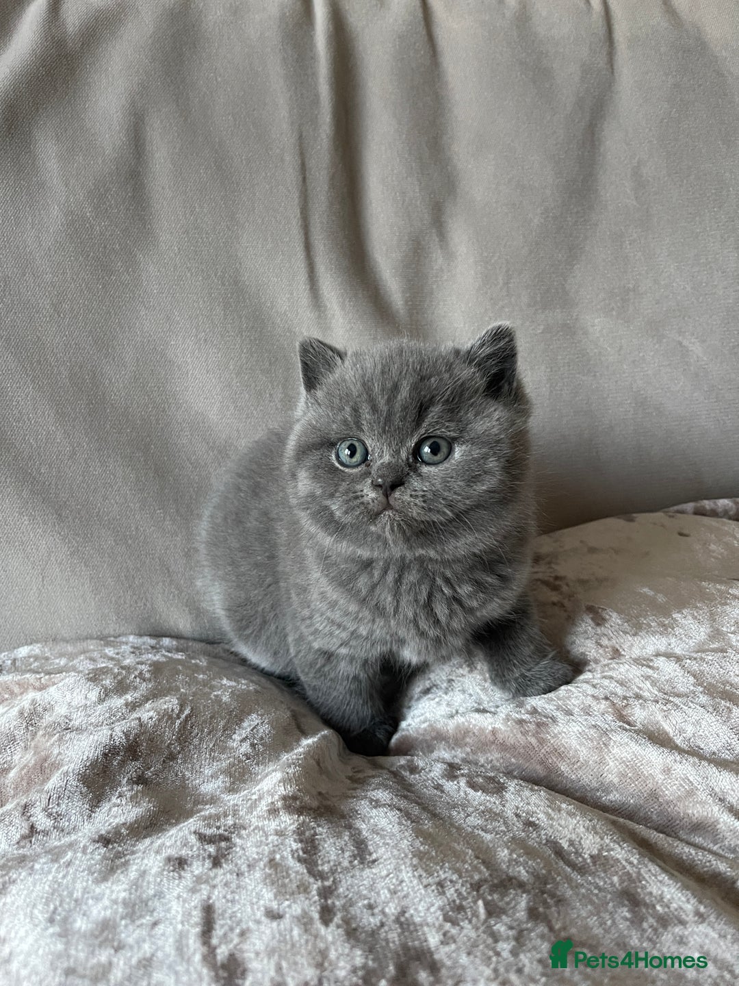 British Shorthair cats for sale:  British Blue kittens - Image 11