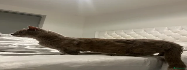 Serafina