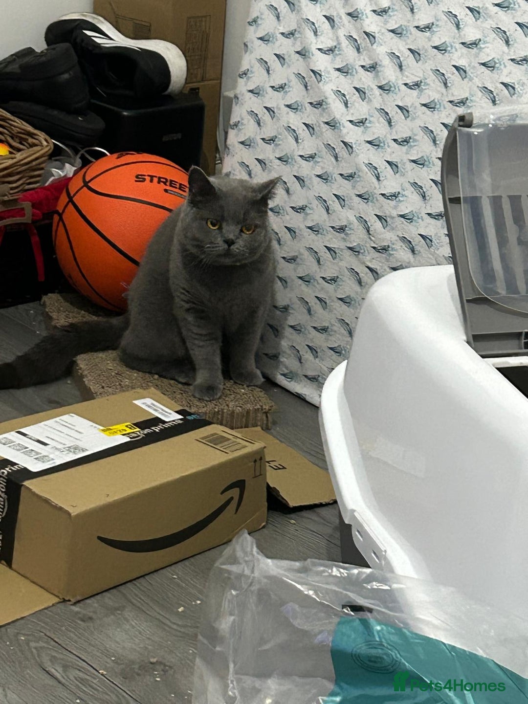 British Shorthair cats for sale: Beautiful British blue girl - Advert 13