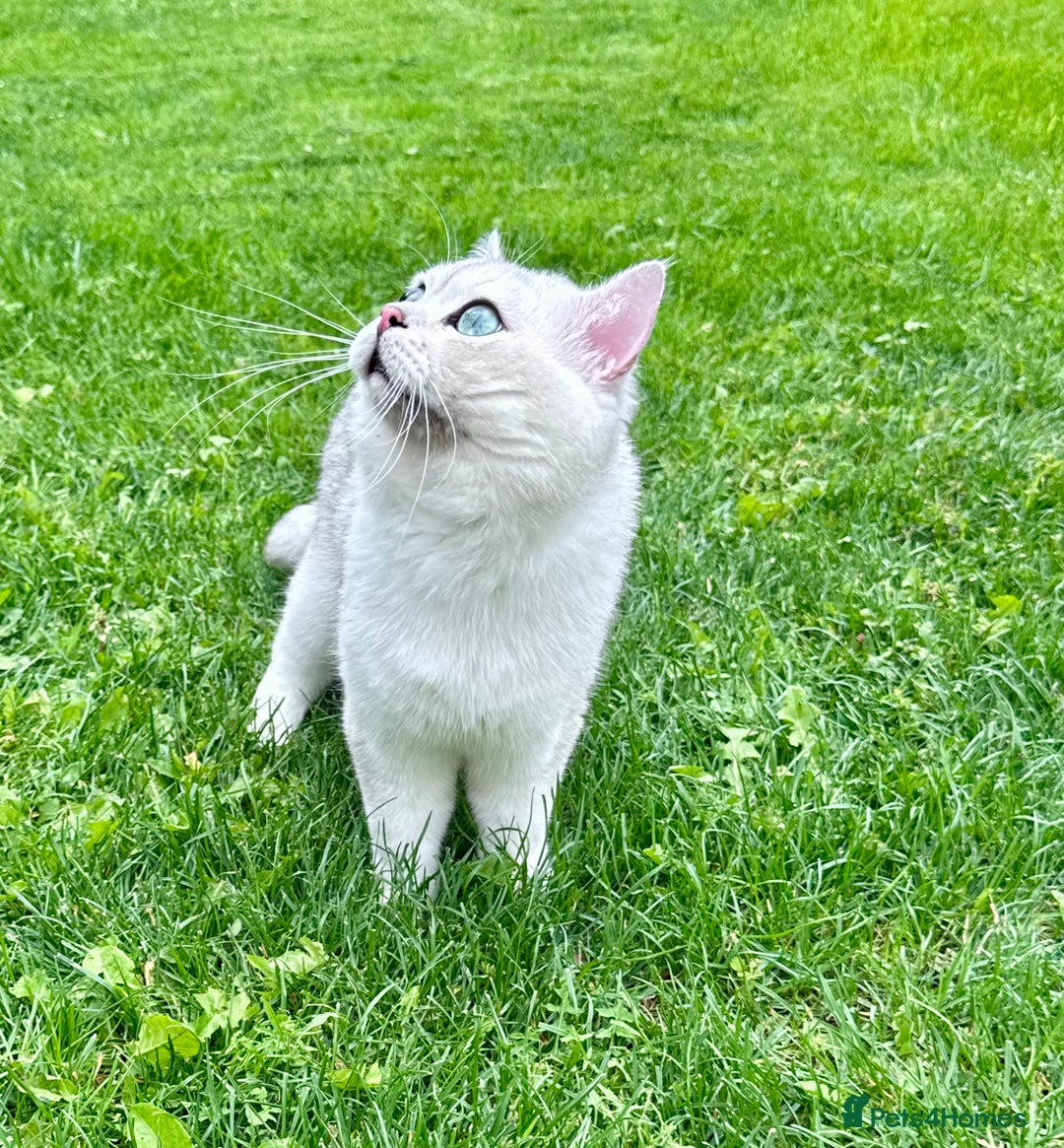 British Shorthair cats for stud: GCCF BSH (NS12) for stud  in Ipswich - Advert 11