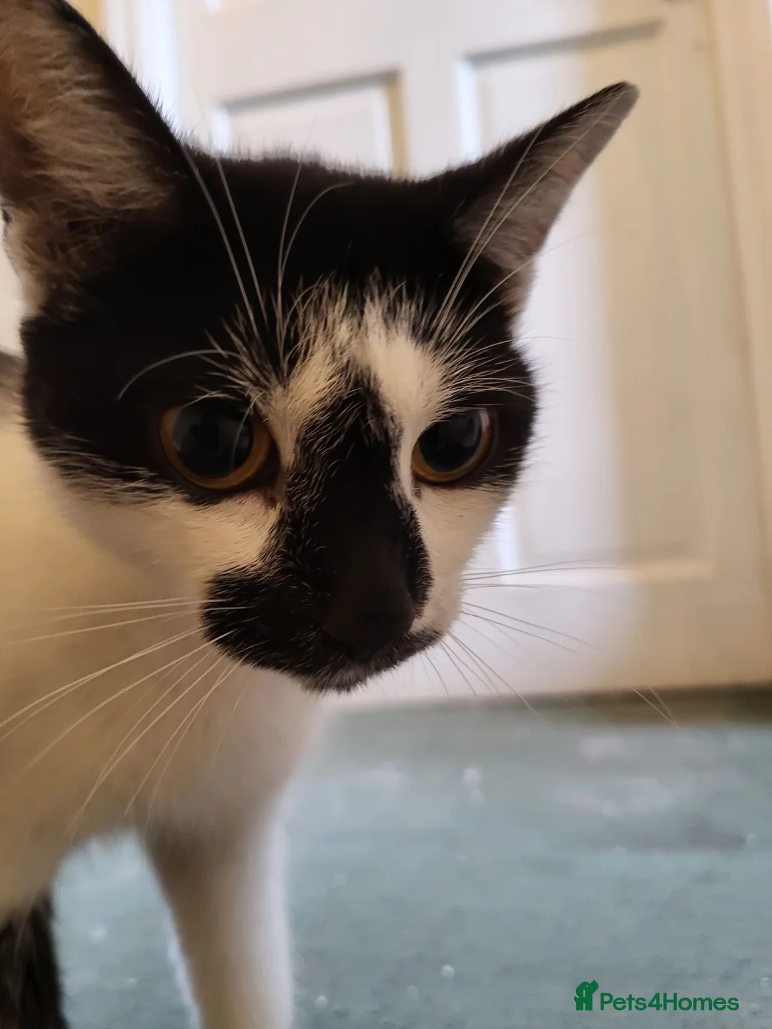 Mixed Breed cats for sale: Kittens for sale - Advert 8