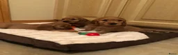 Cocker Spaniel dogs for sale: STUNNING SHOW TYPE COCKER SPANIELS in Oldham - Advert 1