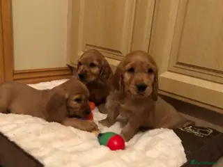 Cocker Spaniel dogs STUNNING SHOW TYPE COCKER SPANIELS - Advert 1