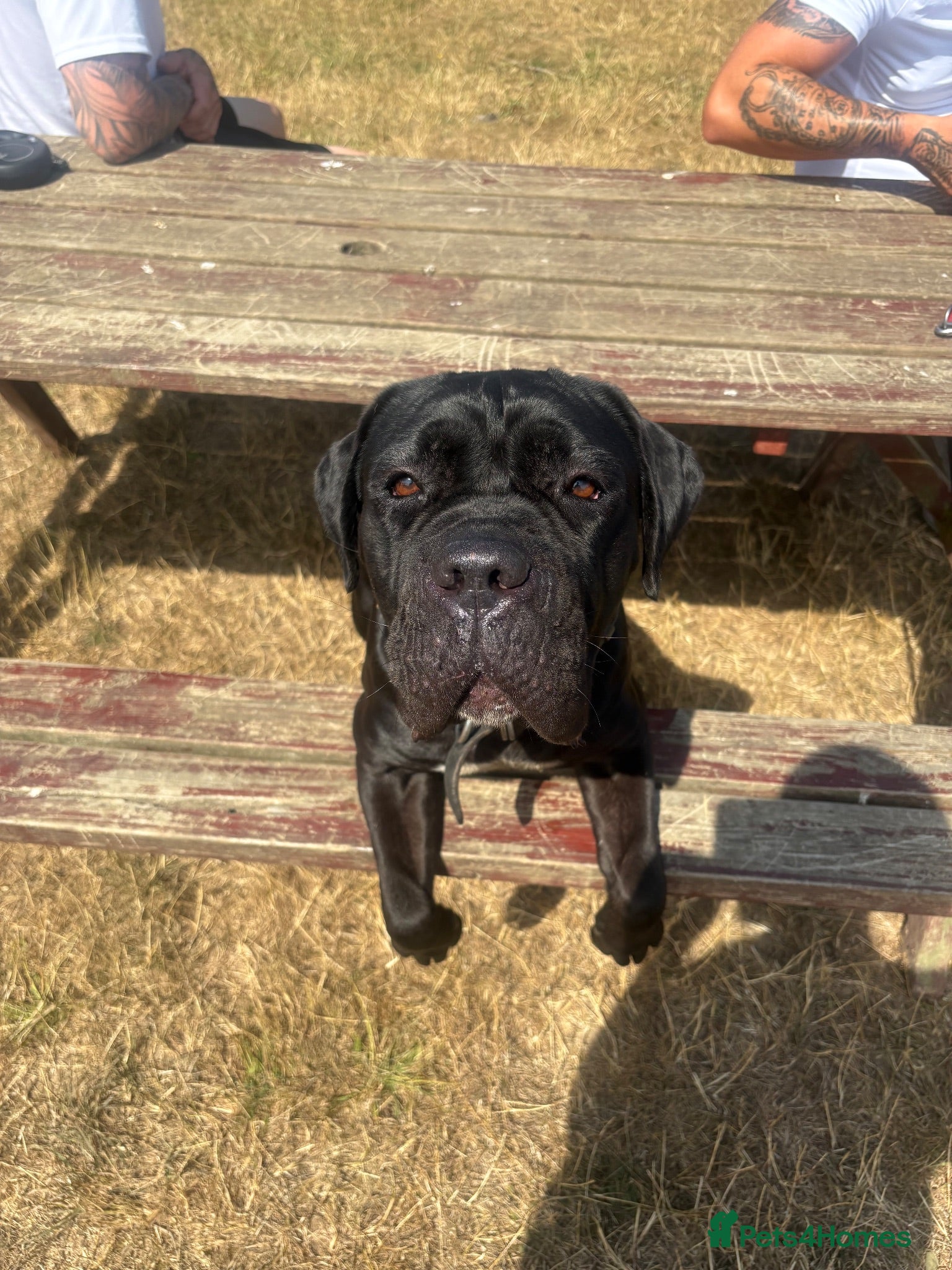 Cane Corso dogs Mitzy  - Advert 2