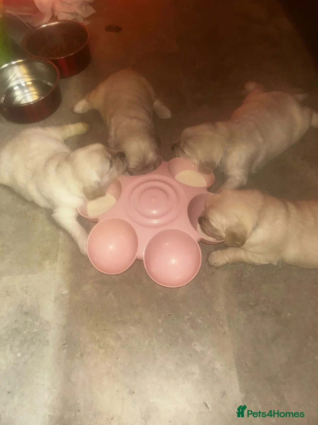 Golden Retriever dogs for sale: KC ADDORABLE CUTE GOLDEN RETRIEVER PUPPIES - Advert 8
