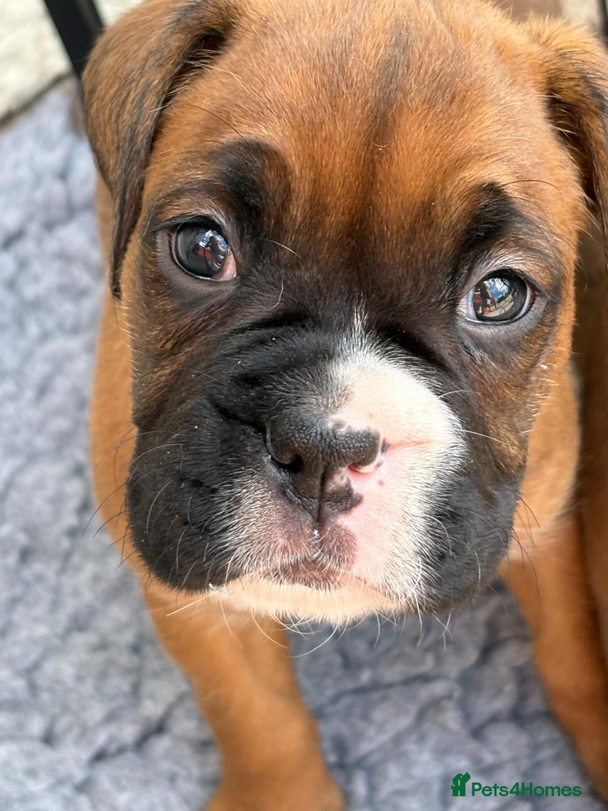 Boxer dogs Stunning litter of adorable boxer Puppies - Advert 1