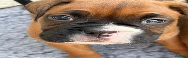 Boxer 3