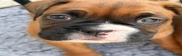 Boxer dogs for sale: Stunning litter of adorable boxer Puppies - Advert 1
