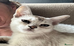 Burmilla cats for sale: GCCF reg pedigree Kittens - Image 6