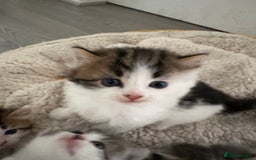 Mixed Breed cats for sale: 5 wee kittens needing homes. - Image 9