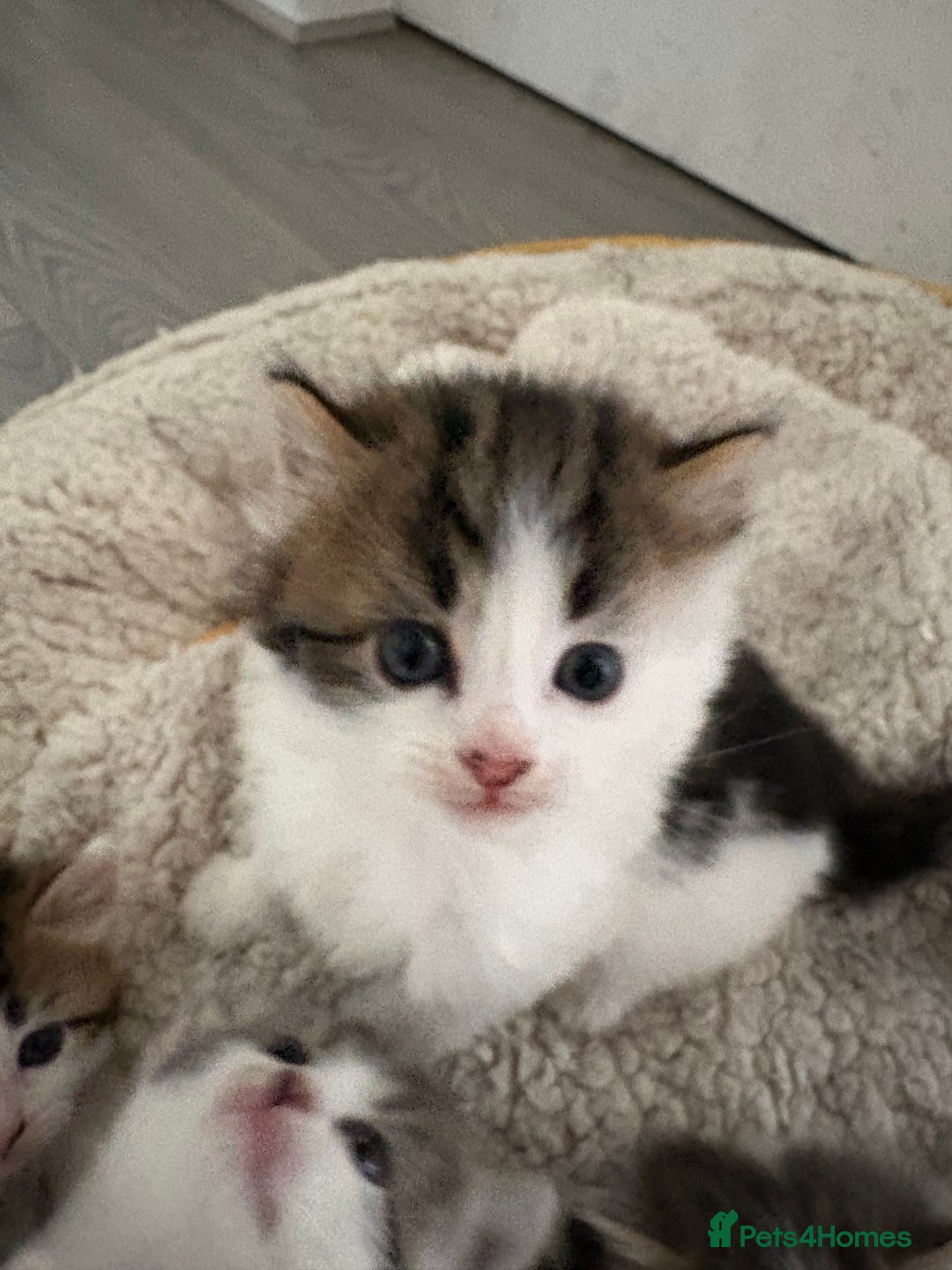 Mixed Breed cats for sale: 5 wee kittens needing homes. - Image 9