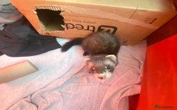 Ferret rodents for sale: 2 male ferrets for sale! - Image 3