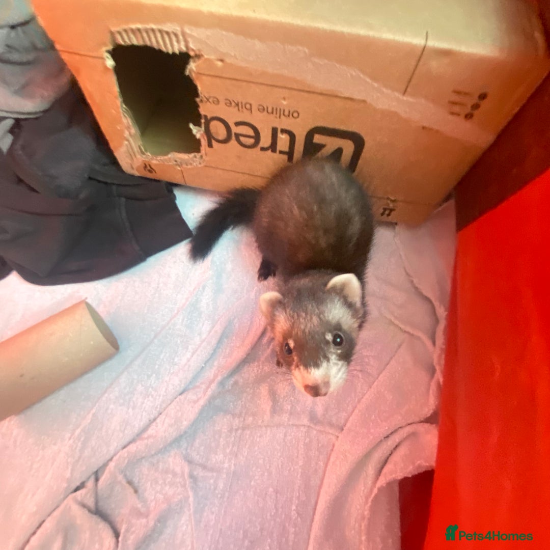 Ferret rodents for sale: 2 male ferrets for sale! - Image 3