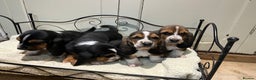 Basset Hound dogs for sale: Basset Hound puppies for sale - Advert 3