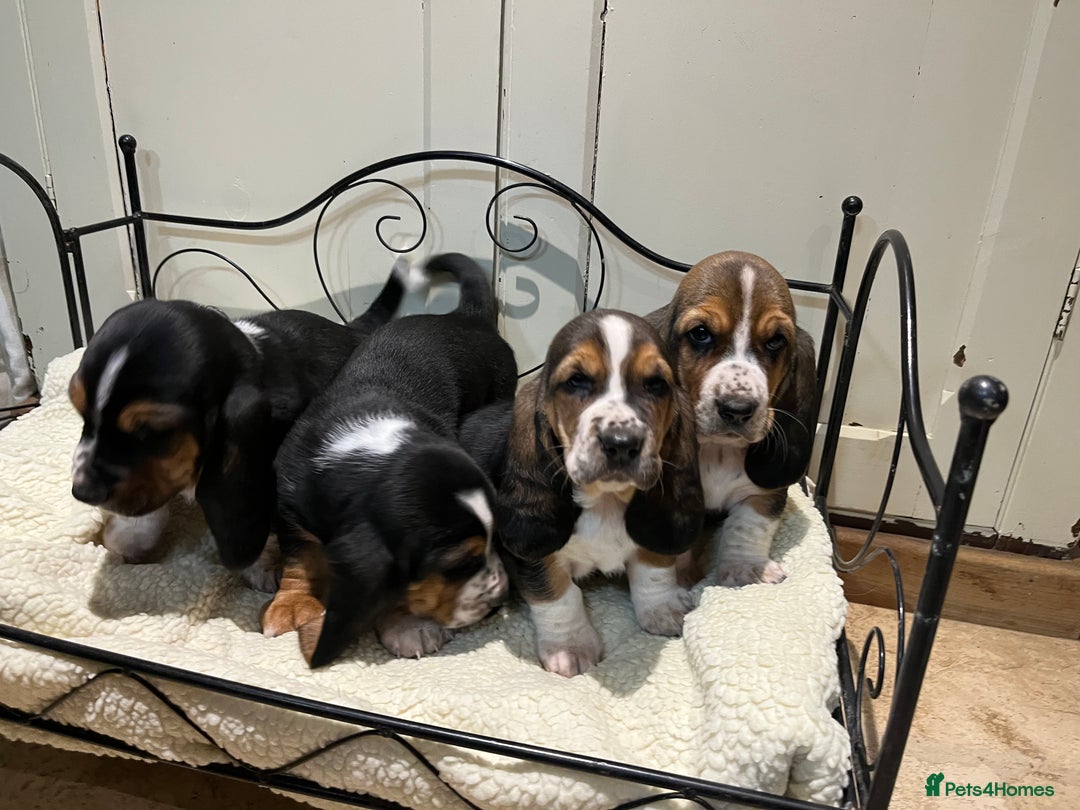 Basset Hound dogs for sale: Basset Hound puppies for sale - Advert 3