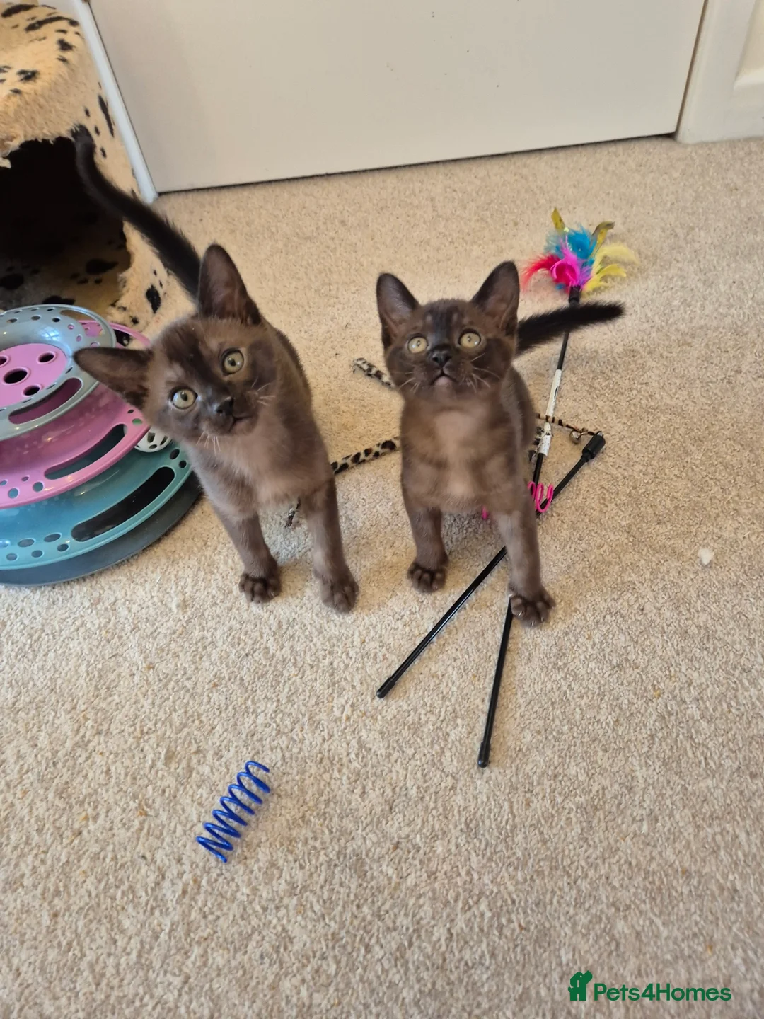 Burmese cats for sale:  Pedigree Brown Burmese Kittens - Advert 1