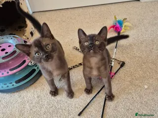 Burmese cats Pedigree Brown Burmese Kittens - Advert 2