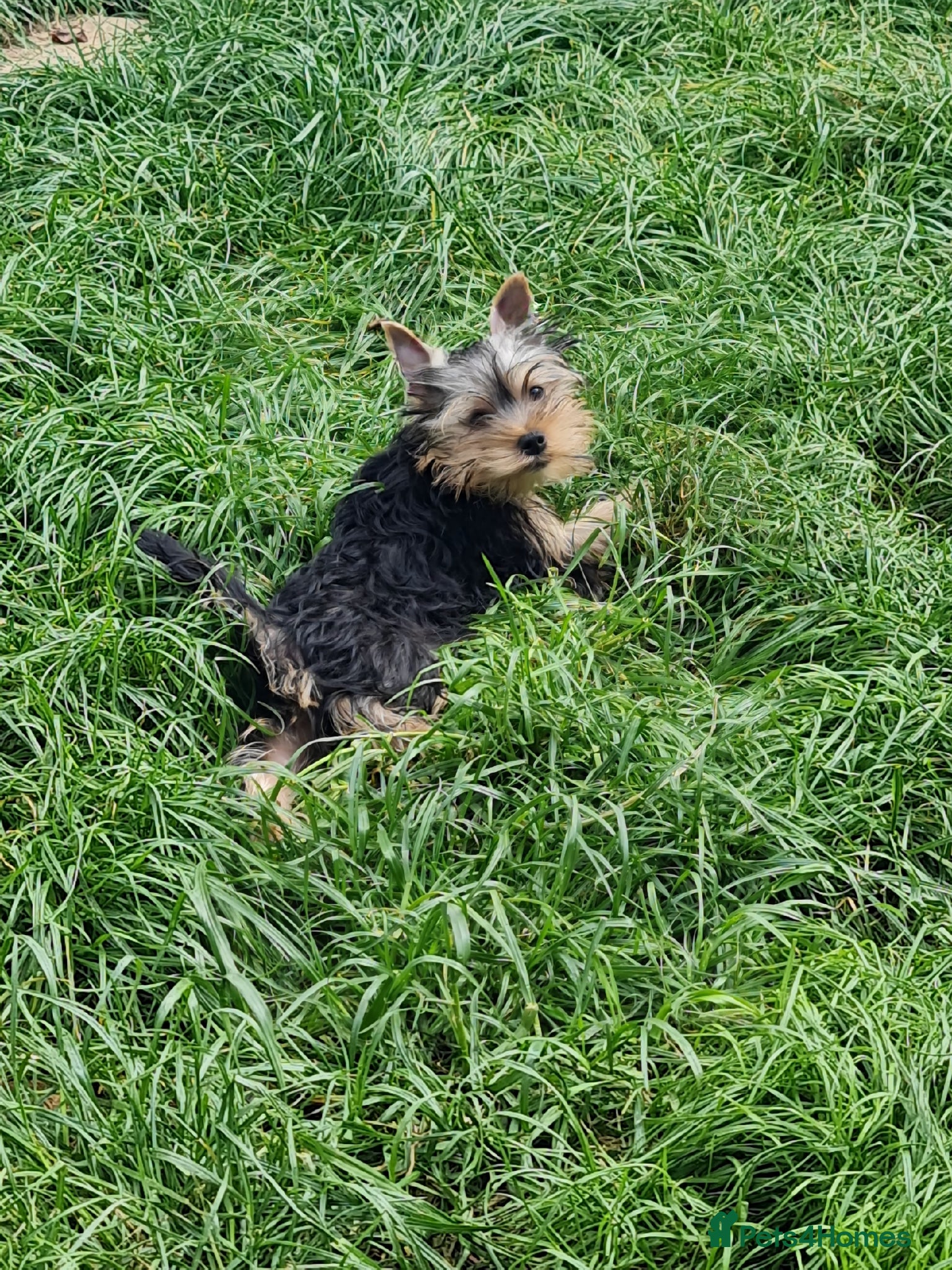 Yorkshire Terrier dogs Mini Yorkshire Terrier - Advert 18