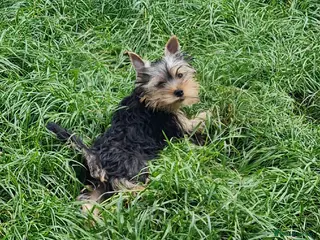 Yorkshire Terrier dogs Mini Yorkshire Terrier - Advert 18