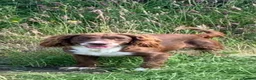 Cocker Spaniel dogs for sale: Chocolate cocker spaniel - Advert 2