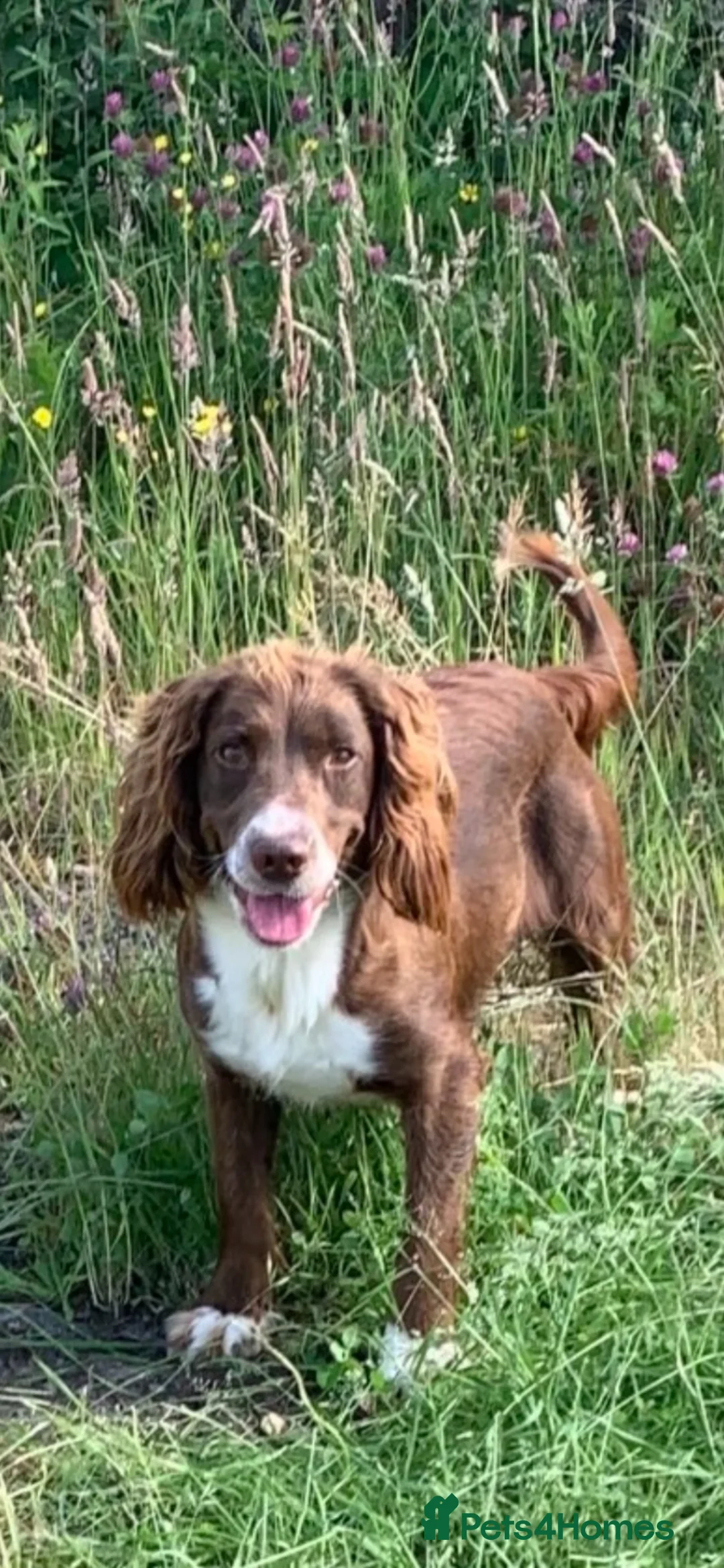 Cocker Spaniel dogs for sale: Chocolate cocker spaniel - Advert 2