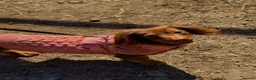Miniature Dachshund dogs for sale: Longhaired miniature dachshund  - Advert 4