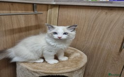 Ragdoll cats for sale: Ragdoll kittens  - Image 5