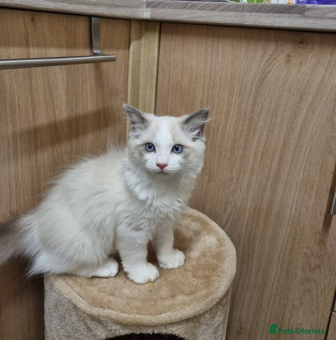 Ragdoll cats for sale: Ragdoll kittens  - Image 5