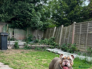 English Bulldog dogs in Redditch - Advert 12