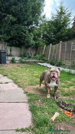English Bulldog dogs in Redditch - Advert 1