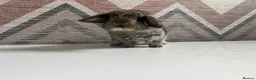 Lionhead rabbits for sale: mini lops  ready to  reserve  - Advert 3