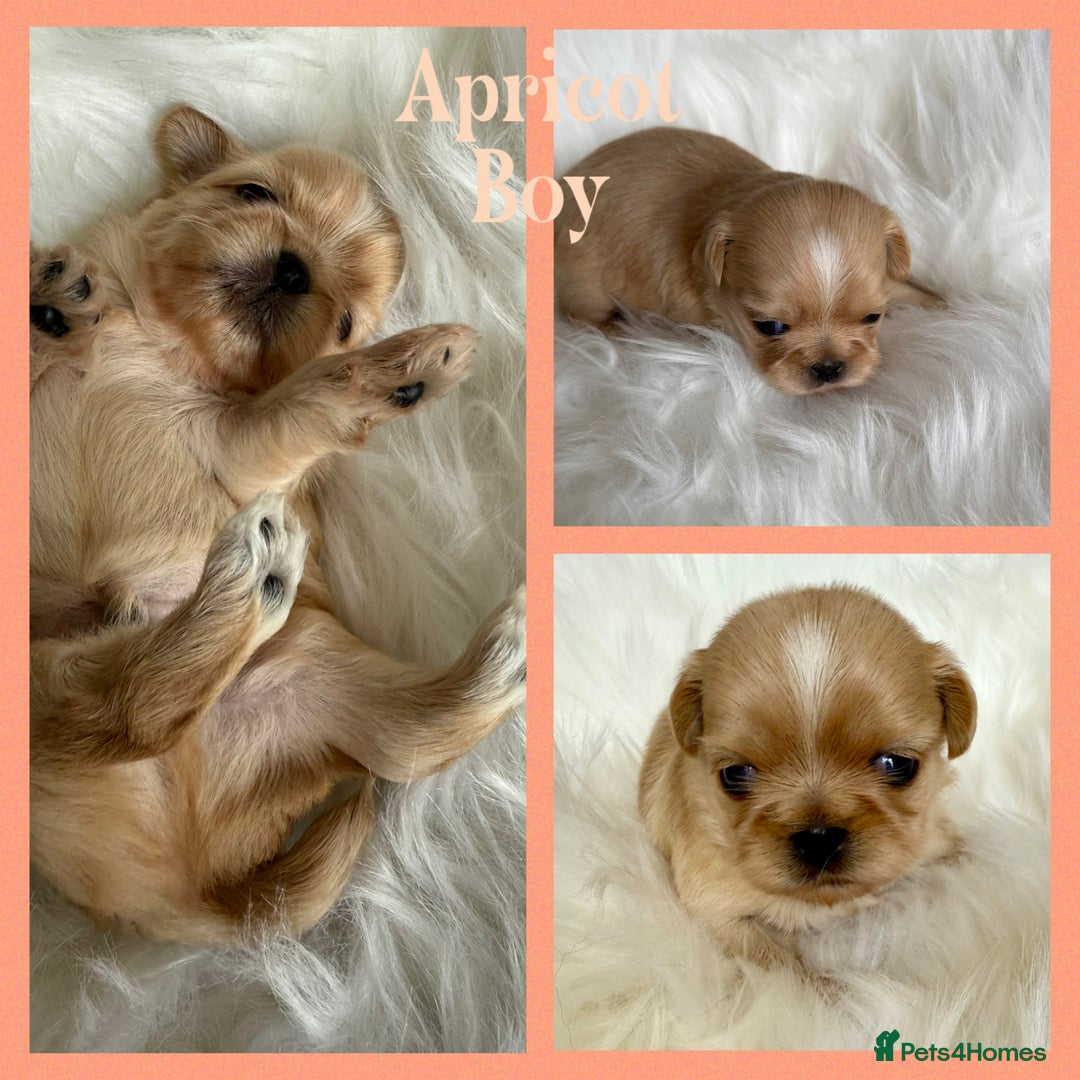 Shih Tzu dogs for sale: Stunning full Imperial Shih Tzu’s - Image 20