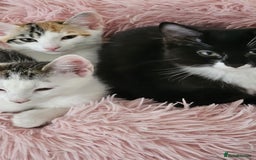 Mixed Breed cats for adoption: Pingu the rescue kitten needs forever home - Image 3