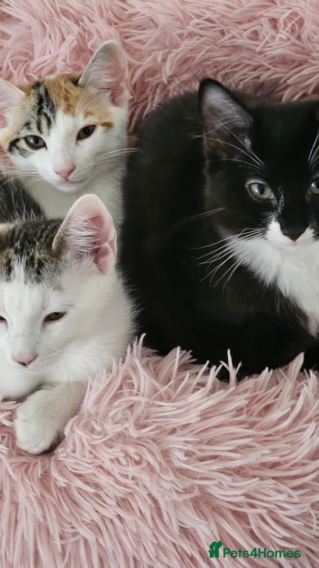 Mixed Breed cats for adoption: Pingu the rescue kitten needs forever home - Image 3
