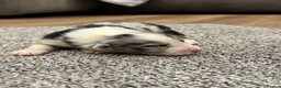 Australian Shepherd dogs for sale: 7 stunning Australian Shepards  - Advert 8