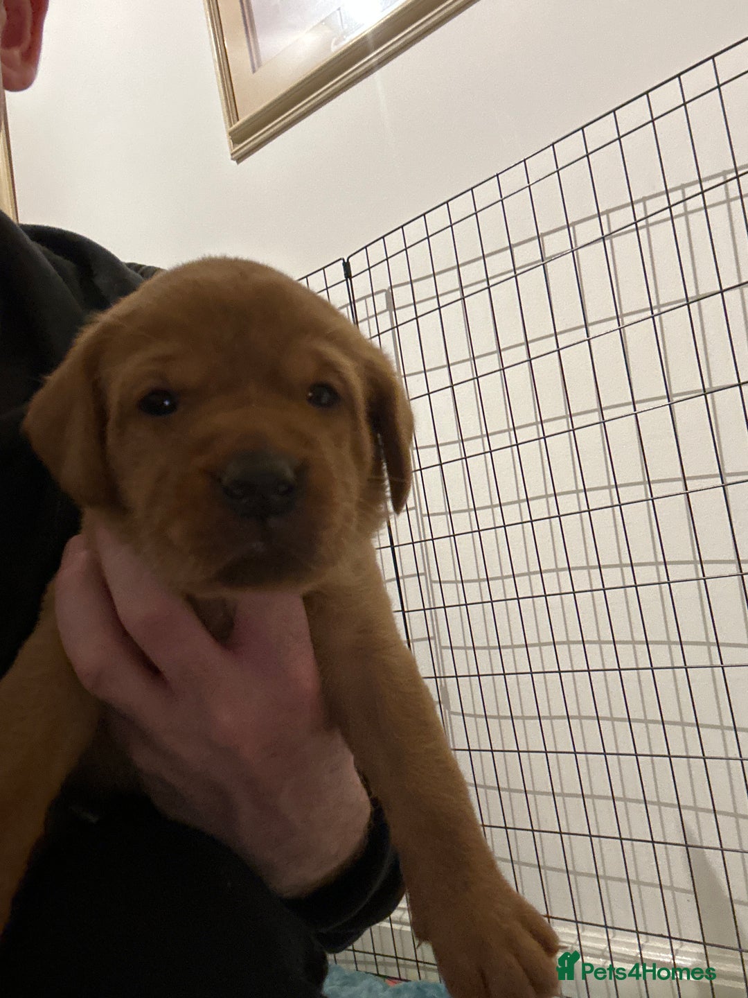 Labrador Retriever dogs for sale: Fox red labrador pups Glasgow  - Advert 12