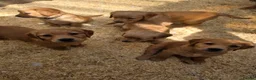 Golden Retriever dogs for sale: Kc registered dark red pups - Advert 3