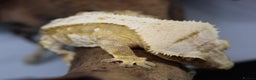Gecko reptiles for sale: Male and female crested geckos  - Advert 17
