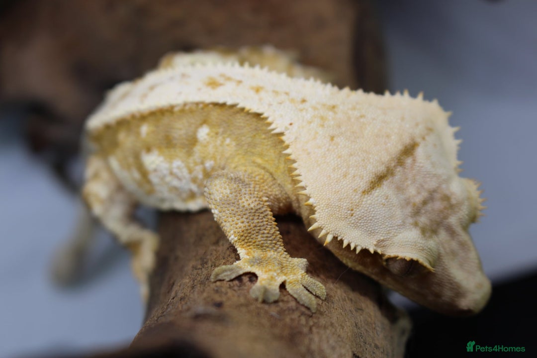 Gecko reptiles for sale: Male and female crested geckos  - Advert 17