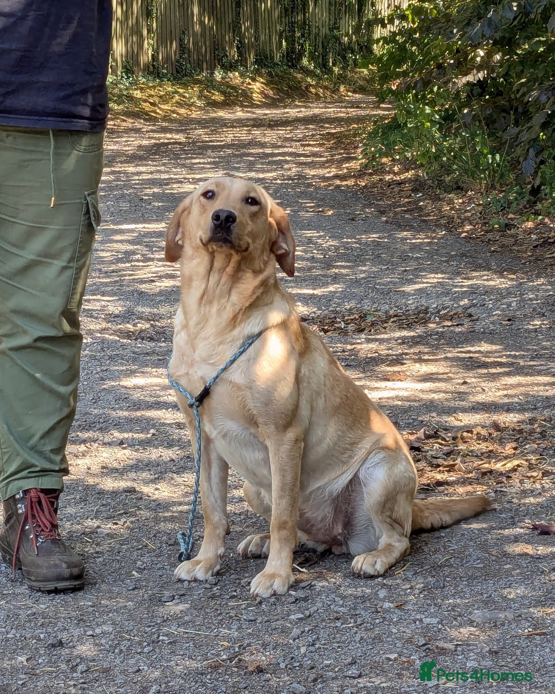 Labrador Retriever dogs for sale: Part-Trained Yellow Labrador Bitch, calm and kind in Bristol - Image 2