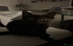 British Shorthair cats for sale: 2 beautiful kittens free to a good home  - Image 2