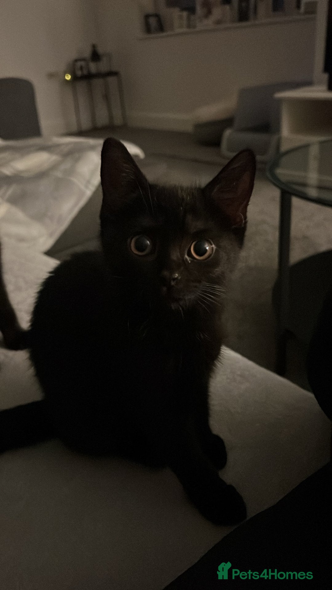 British Shorthair cats for sale: 2 beautiful kittens free to a good home  - Image 2