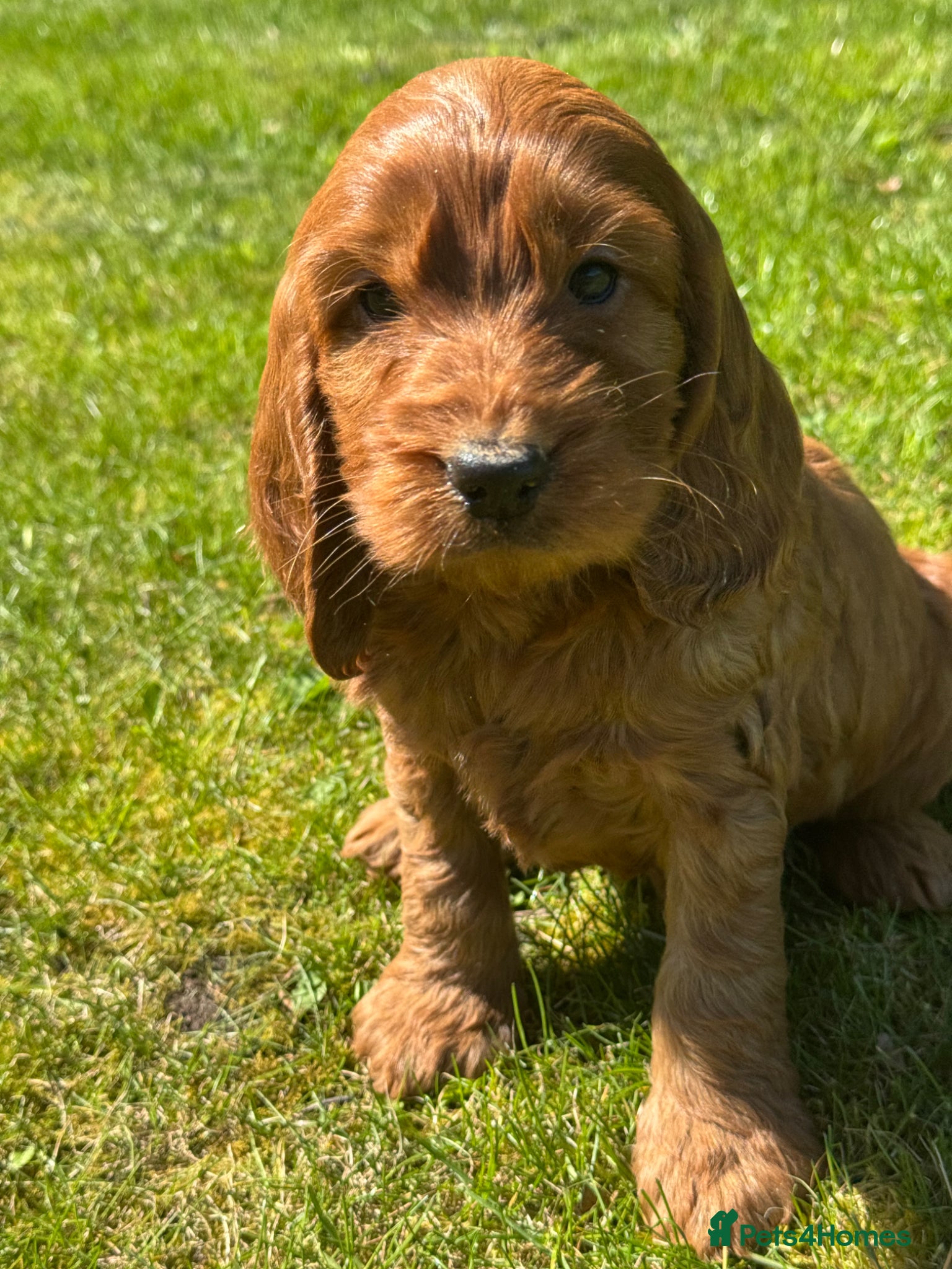 Cockapoo dogs BEAUTIUFL MIXED LITTER OF F1 COCKERPOOS - Advert 1